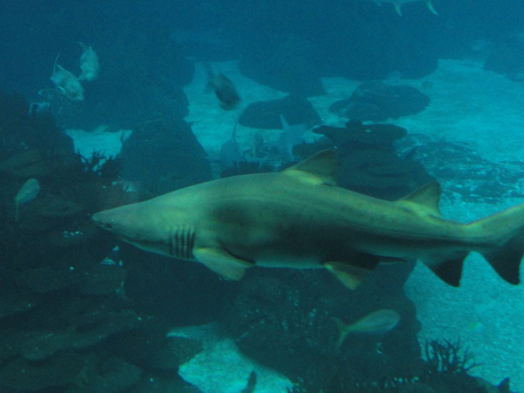 Shark, Lisbon Aquarium