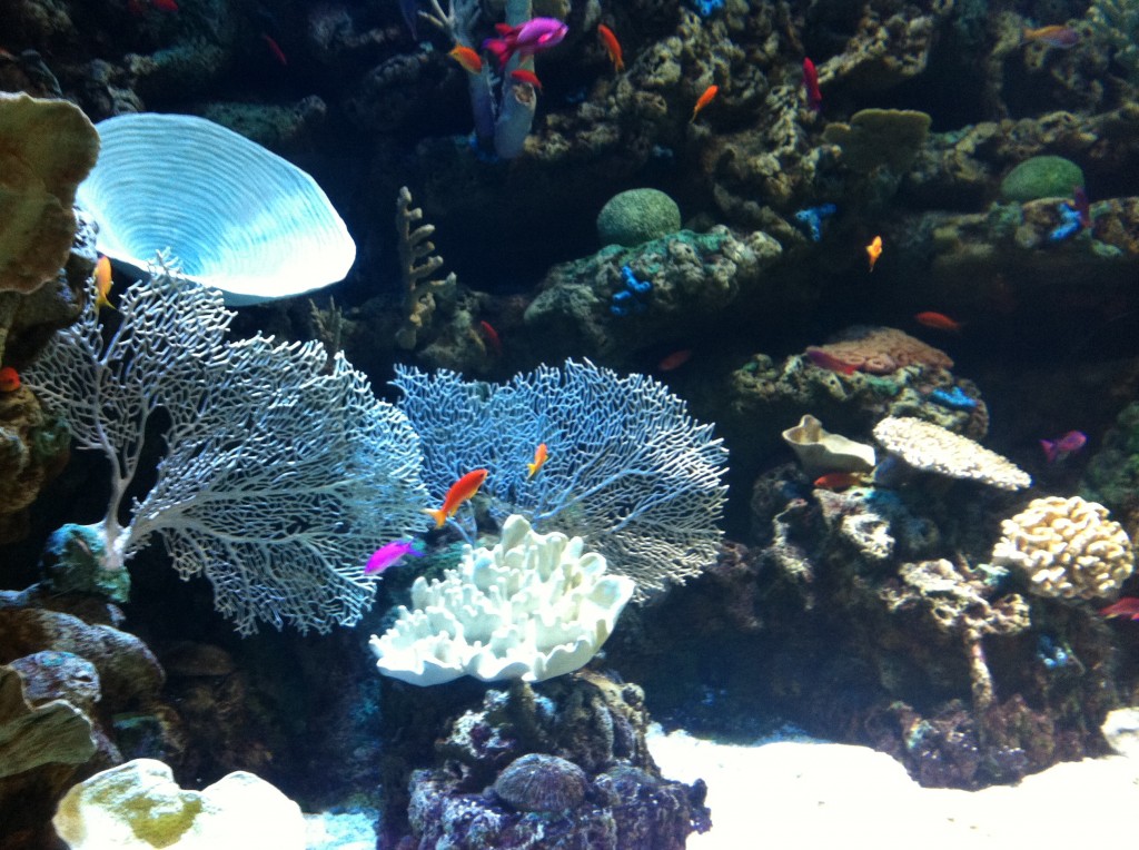 Aquarium of the Pacific coral