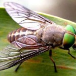 Green head fly