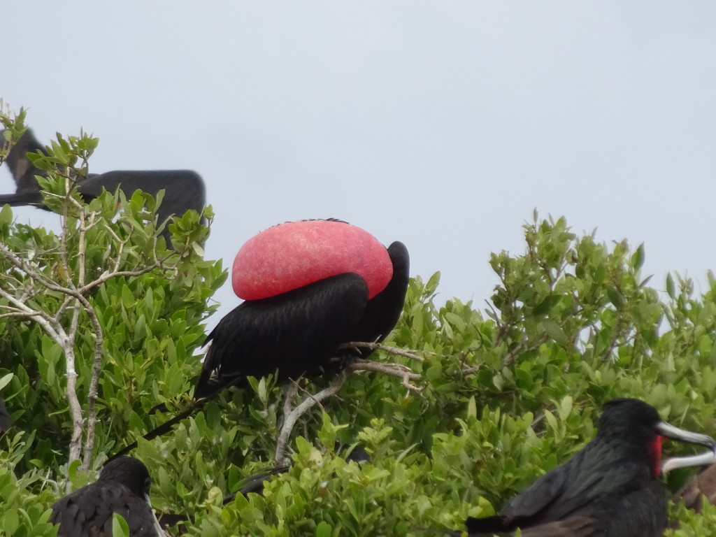 Frigate birds Barbuda