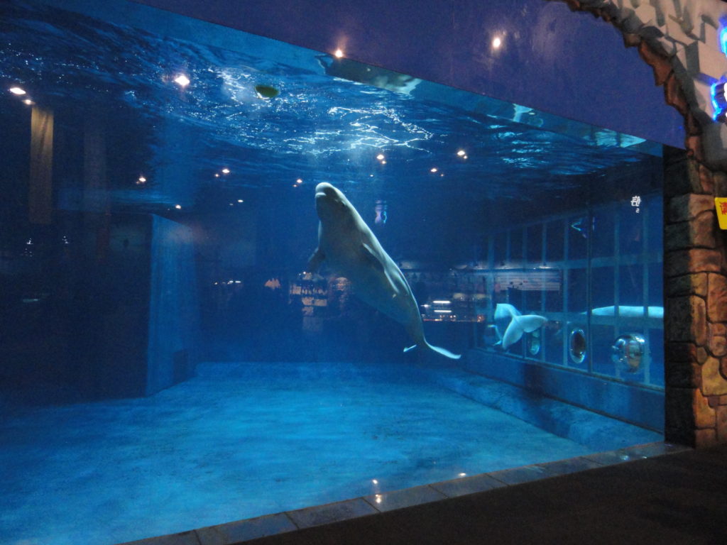 Beijing Aquarium beluga
