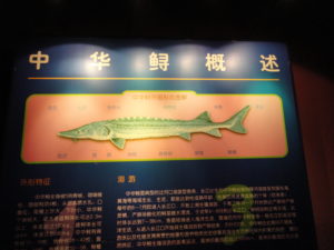 Beijing Aquarium sturgeon