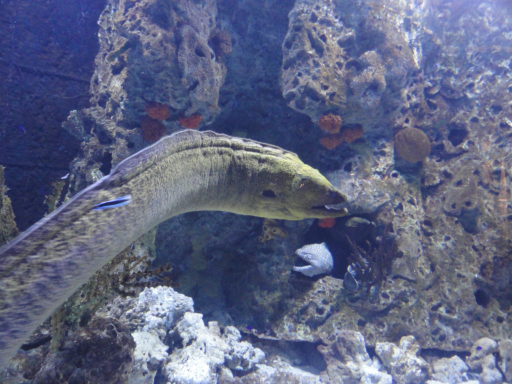 Beijing Aquarium moray eels