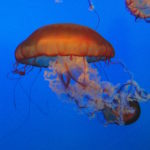 Beijing Aquarium jellyfish