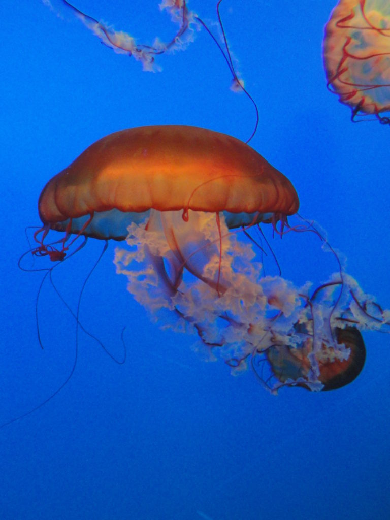 Beijing Aquarium jellyfish