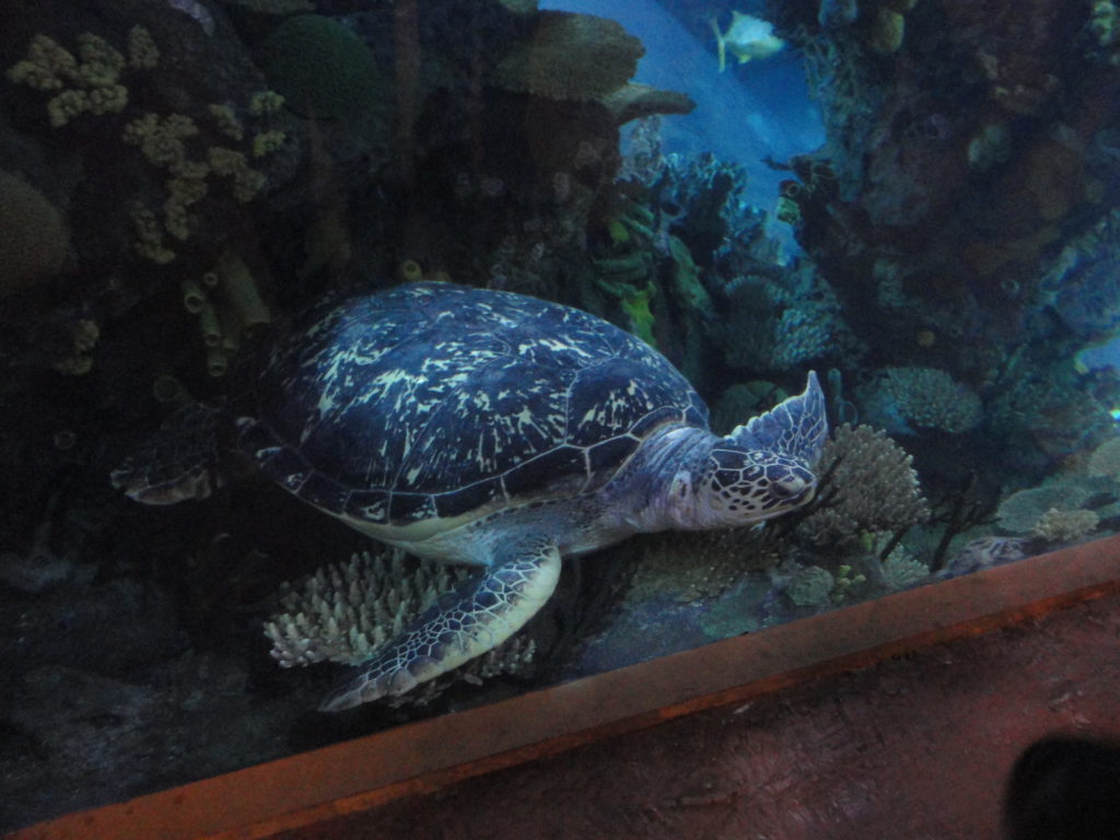 Beijing Aquarium sea turtles