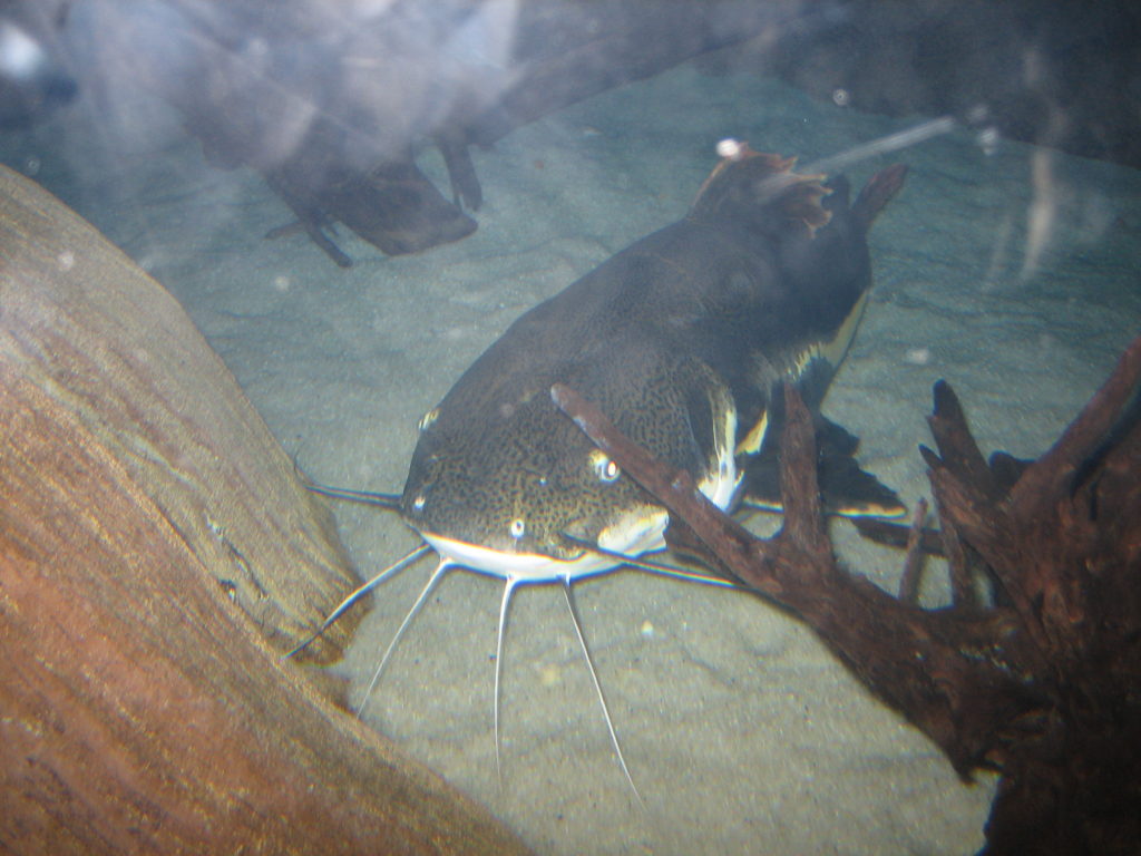 Catfish, Ripley's Aquarium of Myrtle Beach