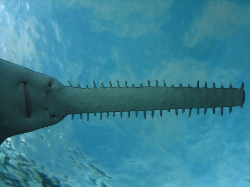 Sawfish, Ripley's Aquarium of Myrtle Beach
