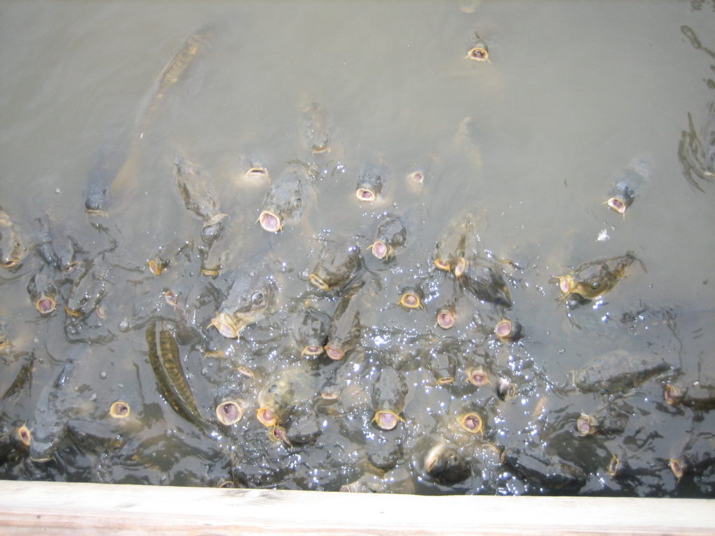 More catfish, outside Ripley's Aquarium of Myrtle Beach