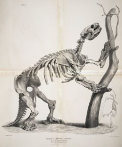 Darwin's giant ground sloth