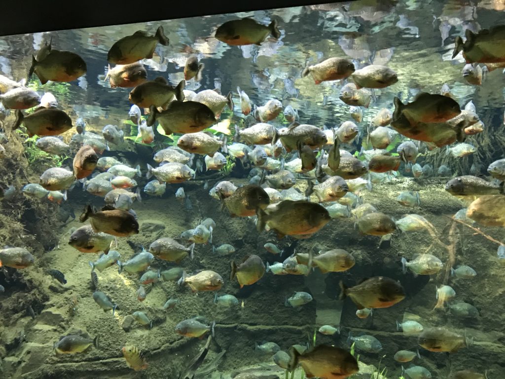 Den Blå Planet, Copenhagen Aquarium