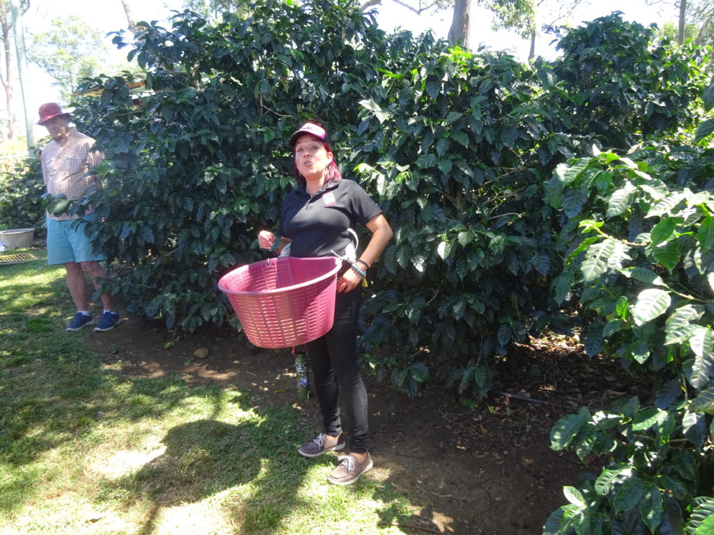 Coffee Plantation Costa Rica
