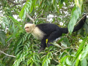 Capuchin monkey, Costa Rica