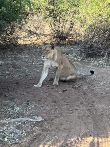 Lioness, Chobe National Park