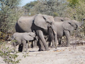 Elephants Moremi Game Reserve, Botswana