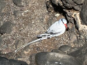 Red-billed tropicbird