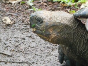 Galapagos Giant Tortoise